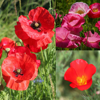 （カエサル）poppy Flower JACQUARD OFF カエサル）poppy Flower JACQUARD OFF カエサル）poppy Flower