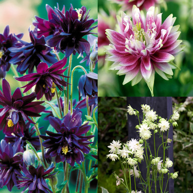 Aquilegia Barlow Collection B | J Parker Dutch Bulbs