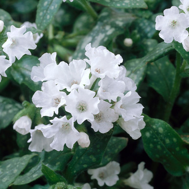3 Pulmonaria Collection (9cm Pot)
