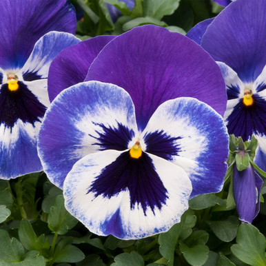 Buy Pansy Matrix Delft Blue (Marina) at jparkers.co.uk