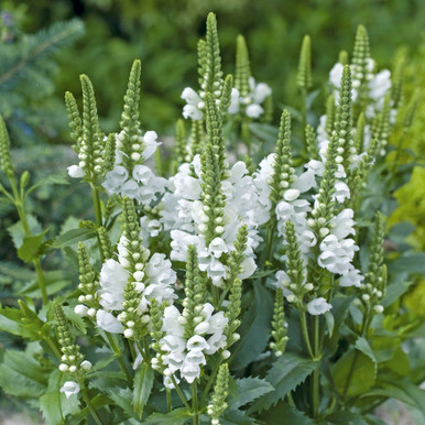 Physostegia Collection
