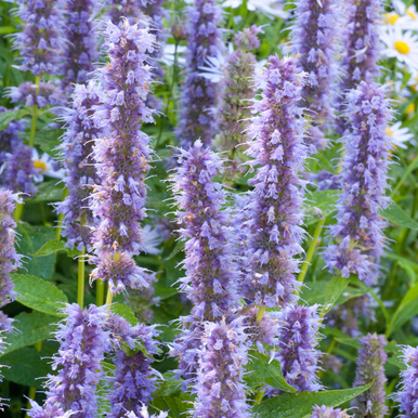 Agastache Collection