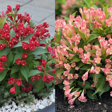 Weigela Dwarf All Summer Collection 2L