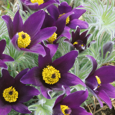 RHS Award Winning Collection (A)