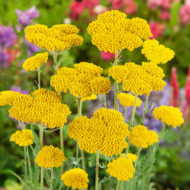 RHS Award Winning Collection (B)