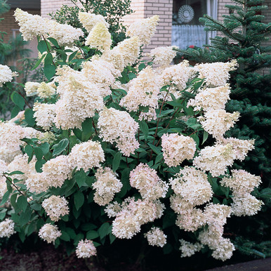 Hydrangea pan. Collection Unusual 2L