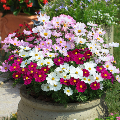 Shop Cosmos Plants | J.Parker's