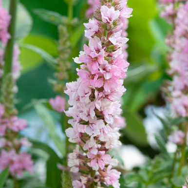 Lythrum salicaria 'Blush'