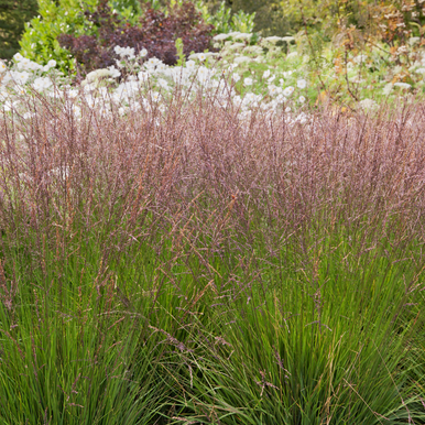 Molinia caerulea 'Edith Dudszus' - JParkers