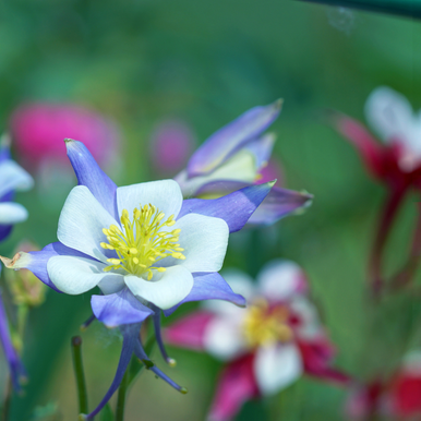 Aquilegia Mckana Mix