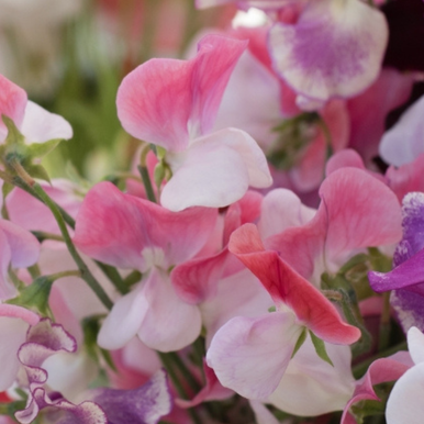 Sweet Pea Spanish Dancer