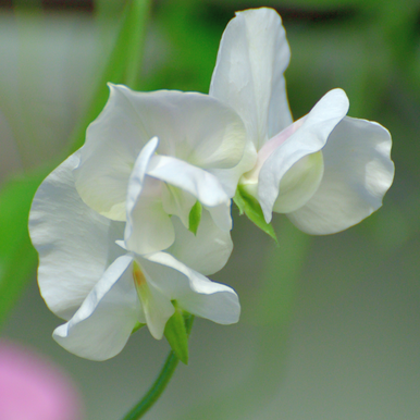 Sweet Pea Old Times