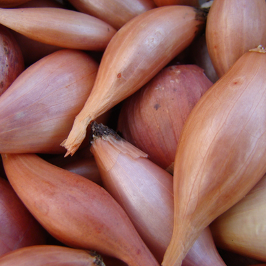 Shallot Zebrune
