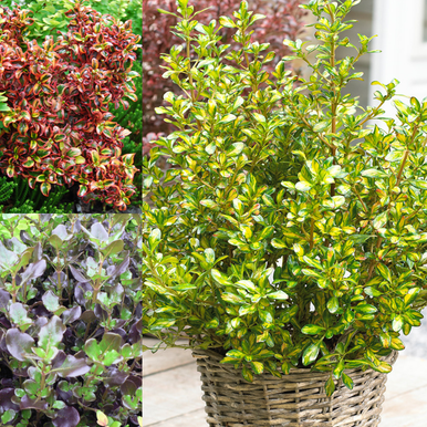 Coprosma Collection (3)