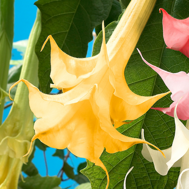 Shrubs & Trees - Datura - JParkers