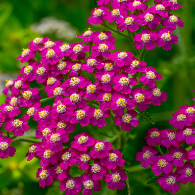 Achillea Collection 9cm