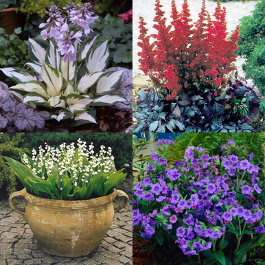 Shady Corner Plant Collection