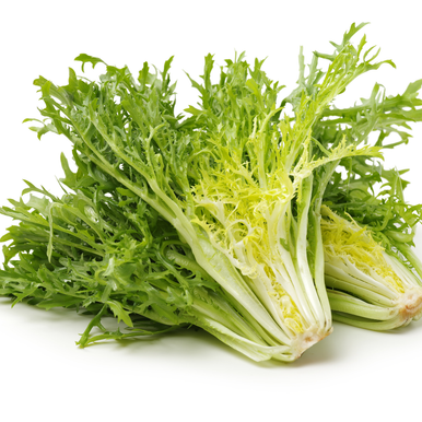 Endive Fine Maraichere