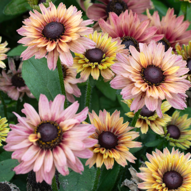 Rudbeckia Sahara