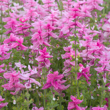 Salvia Pink Sundae