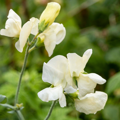 Sweet Pea Ice Cream
