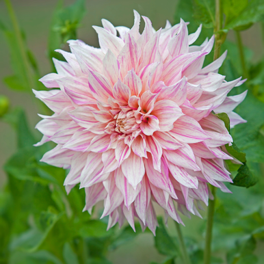 その他 DAHLIA 9a06c485-af09-4477-997d-