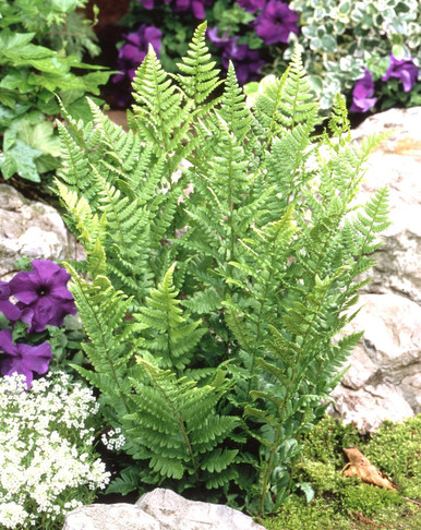 Plants for North Facing Gardens