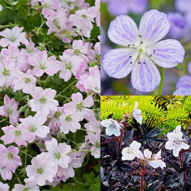 Hardy Geranium Loose Collection