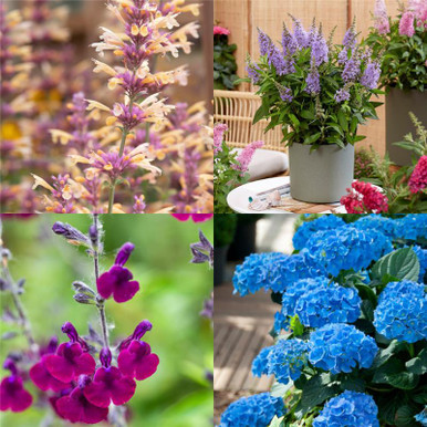 Potted Cottage Garden Collection