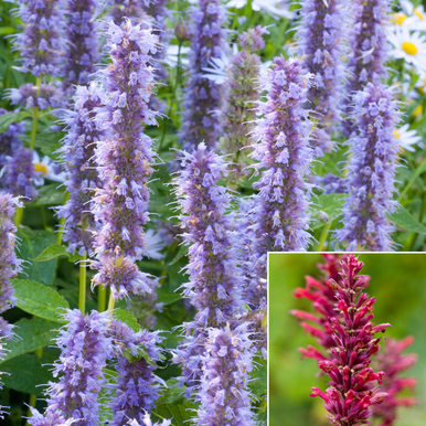 Agastache Collection