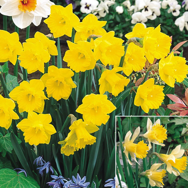 Narcissus Heritage Collection