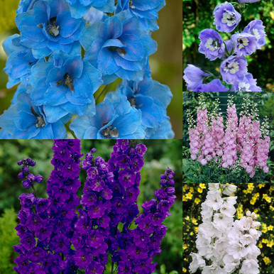 Delphinium Pacific Giant Collection 9cm