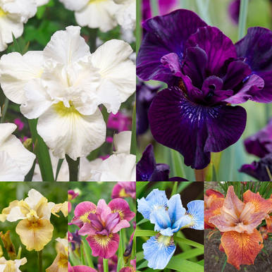 Iris Sibirica collection