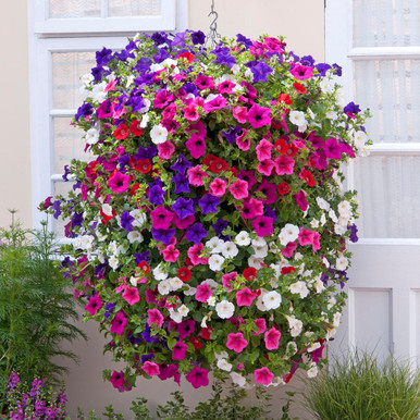 Trailing petunias cheap