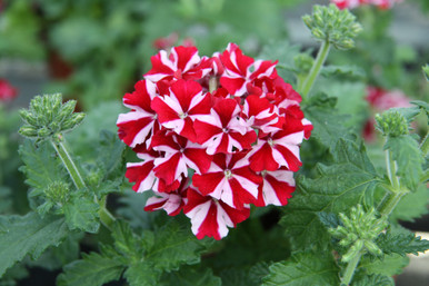 Verbena_Samira_Red_Star_000883