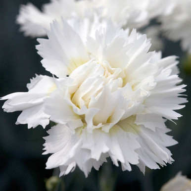 Buy Dianthus Memories | J Parker Dutch Bulbs