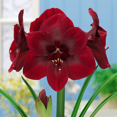 Amaryllis Premier 30cm | J Parker Dutch Bulbs