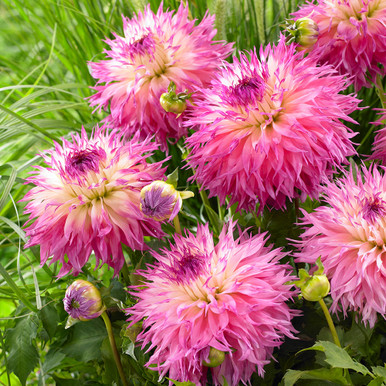 Dahlia Cactus Pinelands Princess | J Parker Dutch Bulbs