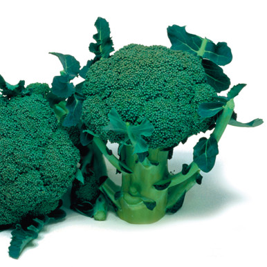 Broccoli Bulbs Broccoli Marathon | J Parker Dutch Bulbs