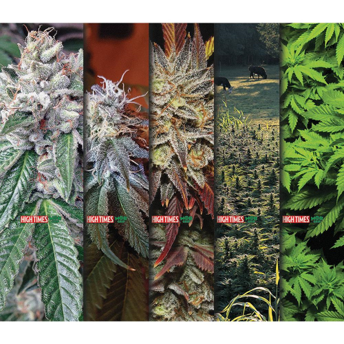 Mob High Times Medley - 9in x 33in - Assorted - Skateboard Griptape (1 Sheet)