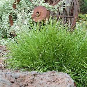 Lomandra Confertifolia 'Little Con' 140 mm