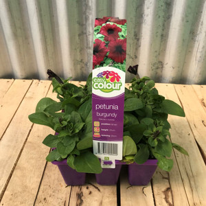 Petunia 6 Pack Burgundy Punnet Petunia 6 Pack Burgundy Punnet