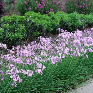 Tulbaghia 'Dark Star' 140 mm Tulbaghia 'Dark Star' 140 mm