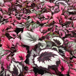 Begonia Rex Assorted 130 mm Begonia Rex Assorted 130 mm
