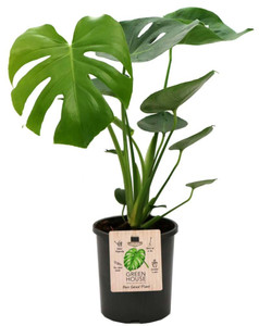 Monstera Deliciosa 170 mm