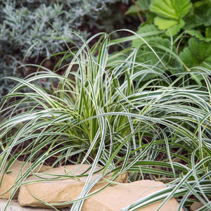 Carex 'Feather Falls' 140 mm