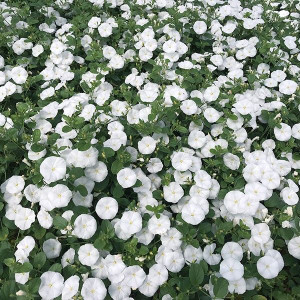 Convolvulus Arctic Moon 140 mm Convolvulus Arctic Moon 140 mm