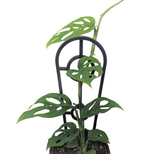 Monstera adansonii Swiss Chees 130 mm