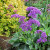 Limonium 'Perezii Blue' 140 mm