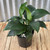 Spathiphyllum - Peace Lily 200 mm
